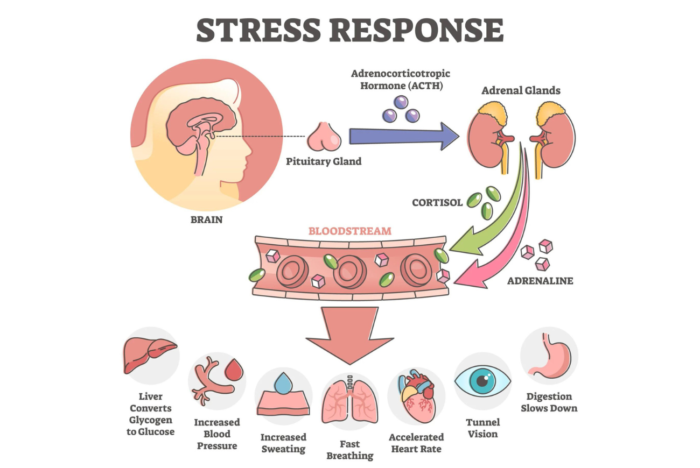 Sarah Hormachea Diabetes Care and Education - Acute Stress Response